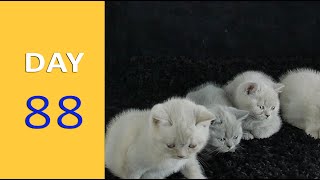 DAY 88 - Baby Kittens after Birth | Emotional by Funny Cats Footage 210 views 1 year ago 1 minute, 57 seconds