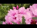Comment planter un rhododendron au jardin  ? - Truffaut