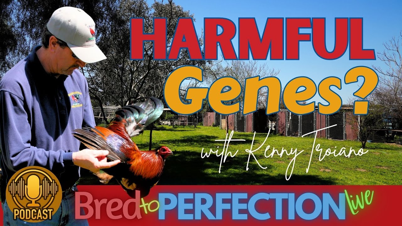 Ep207 - Identifying Genetically Weak Birds