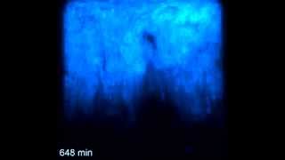 Bacteria engineered to produce synchronized oscillations of a fluor...