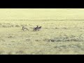 4 COYOTES HIT THE DIRT! Episode 2- Fathers day coyote hunting decoy dog action!