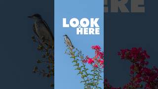 The Bird Photography Spot You're Probably Overlooking