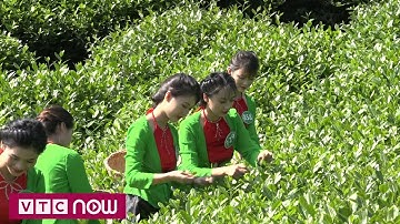 Đặc sắc lễ hội “Hương Sắc Trà Xuân” 2018 | VTC10