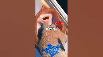 ĐỪNG CÙ LÉT CÁ ĐUỐI | 😨 (Có Thể Bạn Chưa Biết)