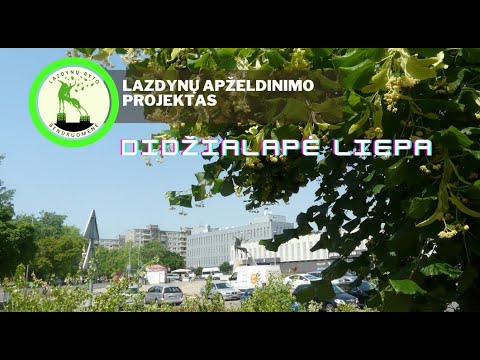 Video: Didžialapė Ar Mažalapė - Kuri Arbata Yra Geresnė