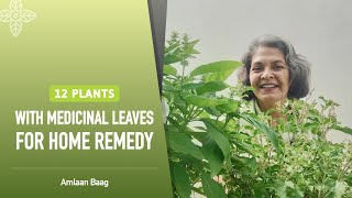 12 Plants With Medicinal Leaves For Home Remedy | घरेलू नुस्खों के लिए उगाऐ ये पौधे