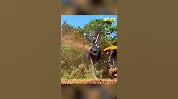 Unbelievable Tree Cutting Techniques You Won