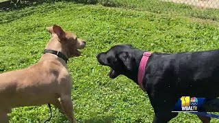 Baltimore Humane Society encourages pet adoption with two playful pups