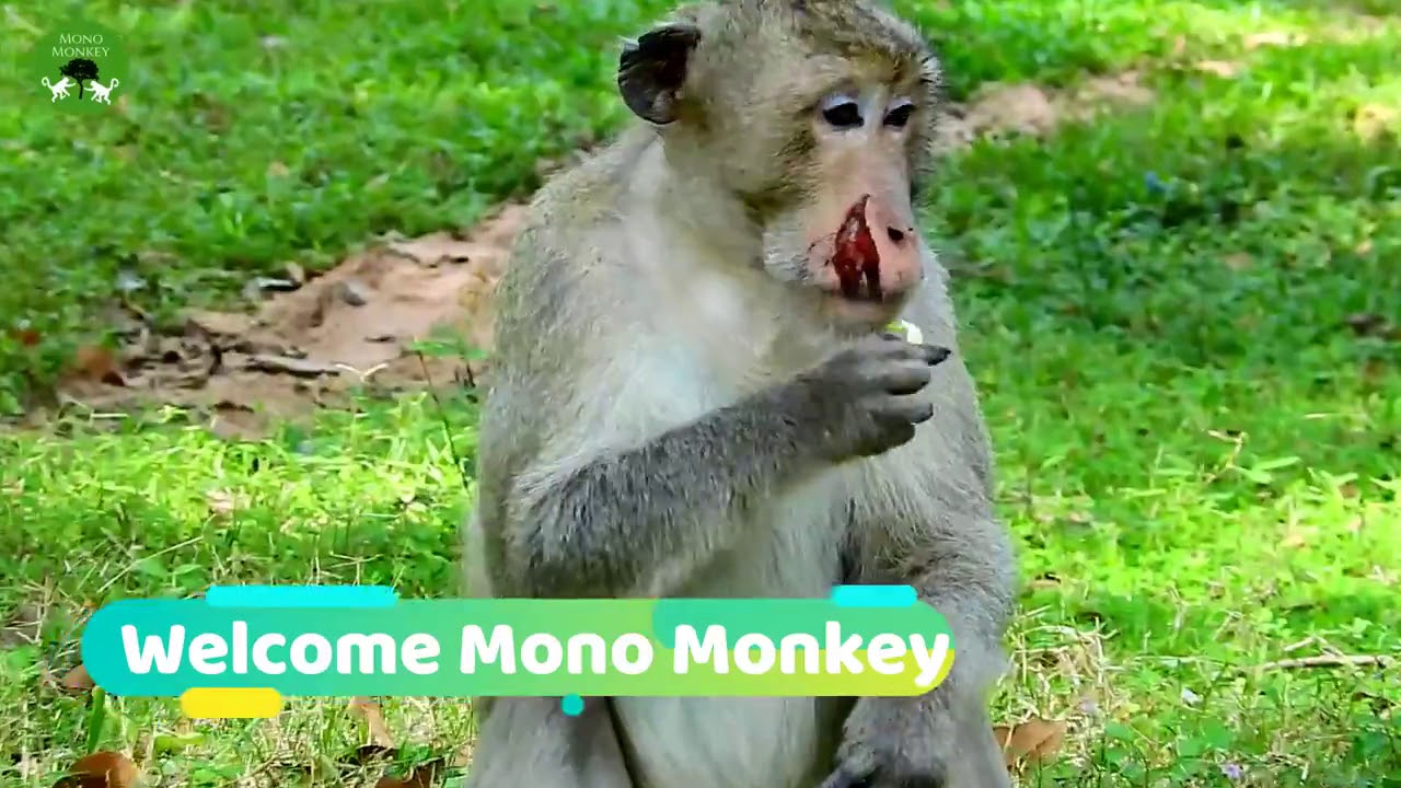 Pity On Previous Leader Was Abandoned By His Group ST1447 Mono Monkey