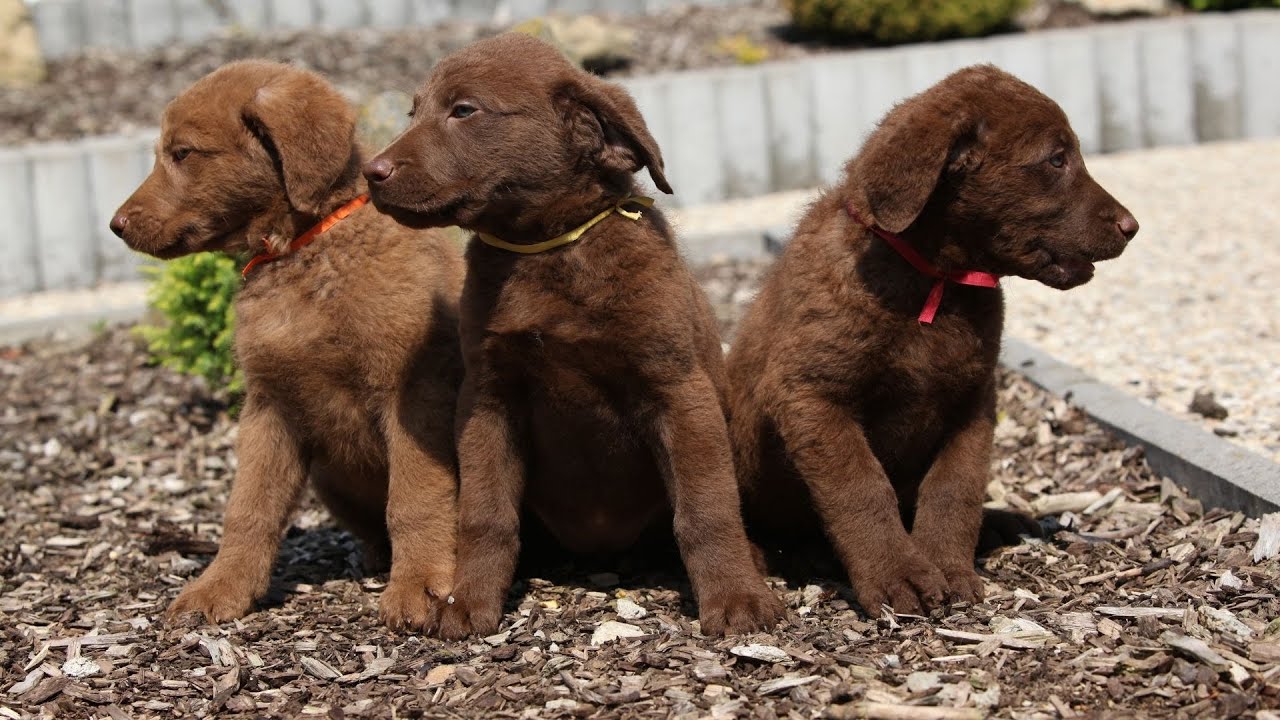 How to Hunt with a Chesapeake Bay Retriever Tips and Tricks YouTube