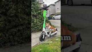 Corgi riding scooter