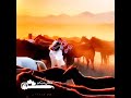 سرمستم از جام دو چشمانت