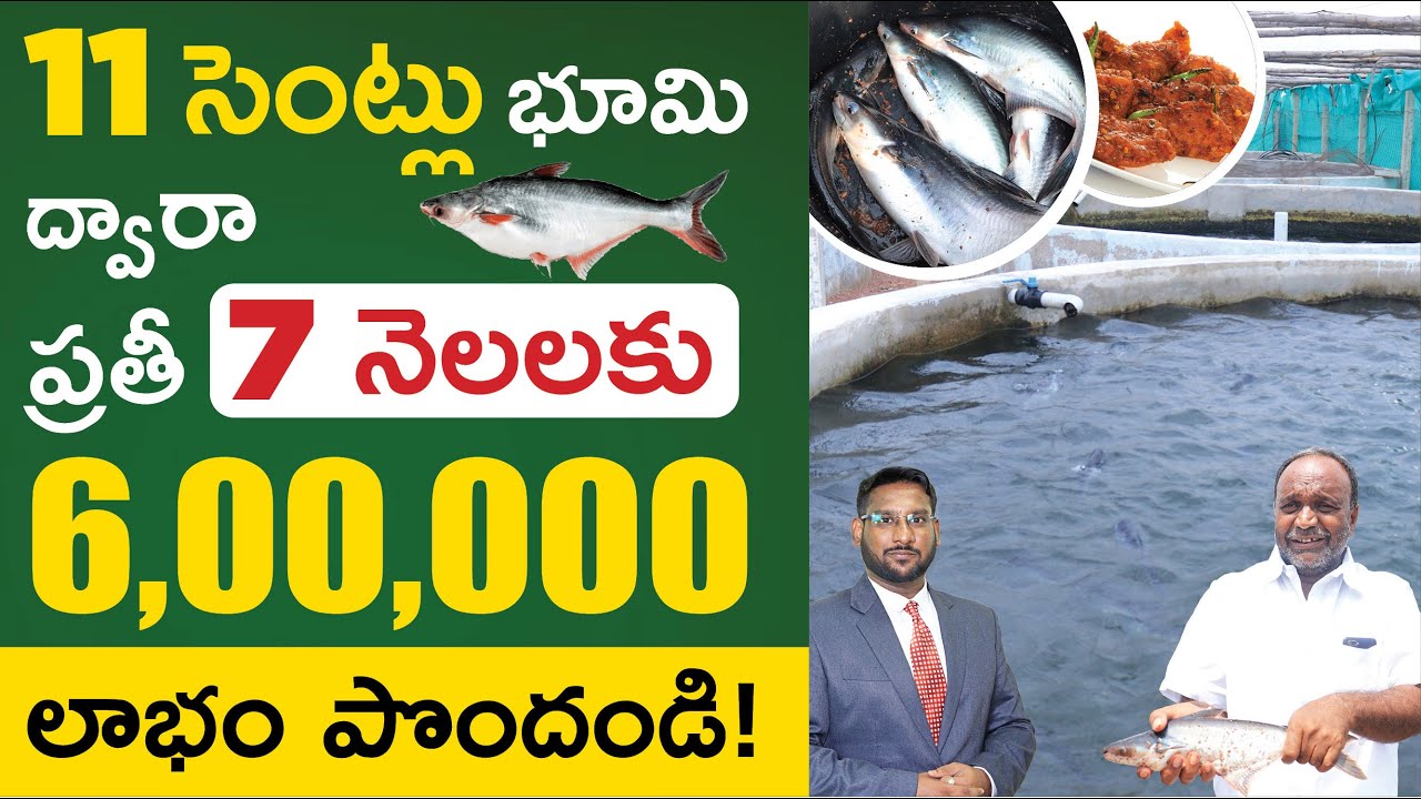 RAS Fish Farming In Telugu - How To Start Pangasius Fish Farming in RAS System | Kowshik Maridi