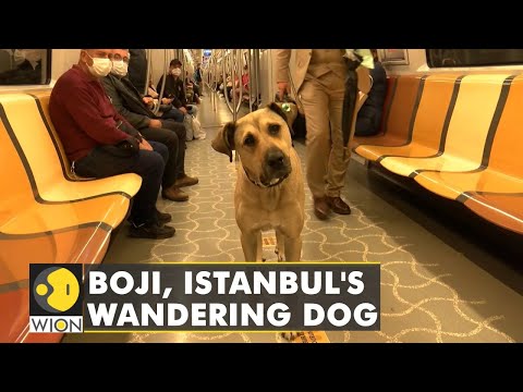 Meet Boji, the dog, a regular commuter on ferries, buses, metro trains in Istanbul | Latest News