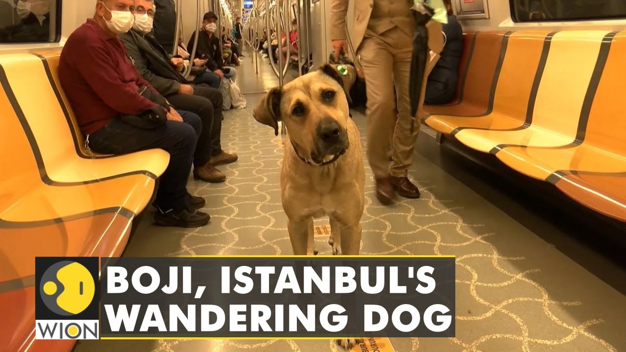 Meet Boji, the dog, a regular commuter on ferries, buses, metro trains in Istanbul | Latest News