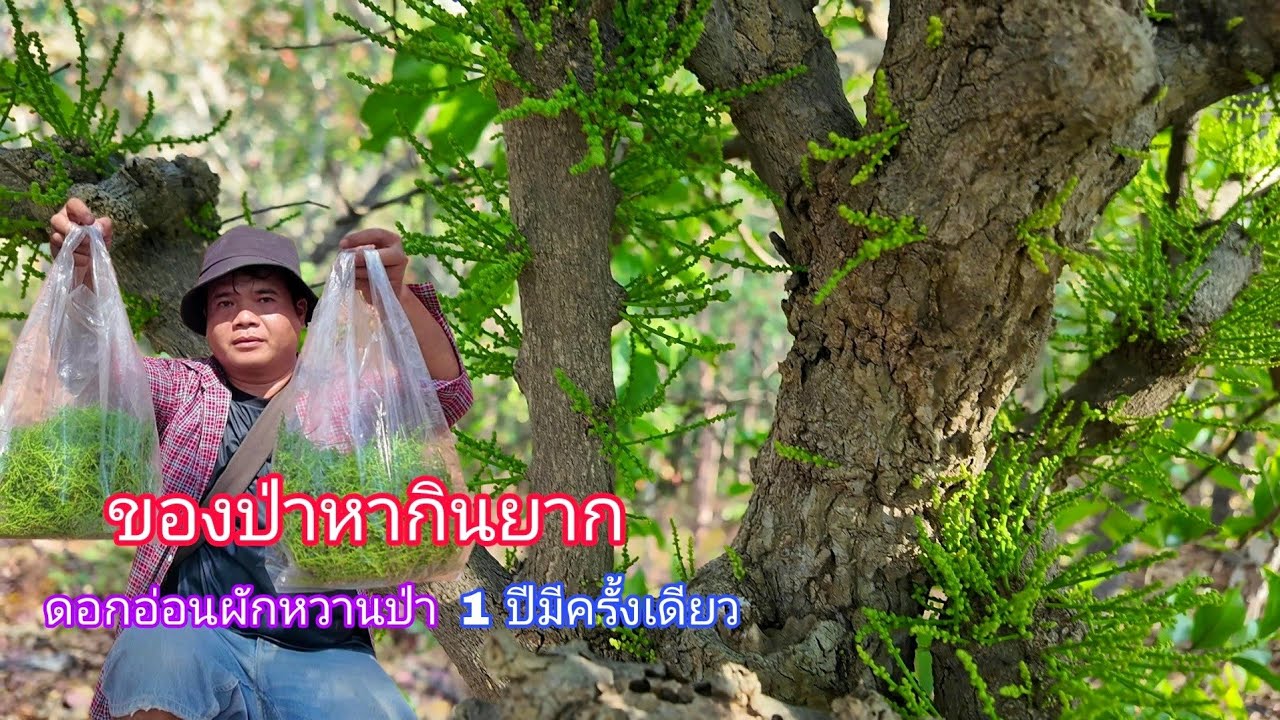 หาเก็บผักหวานป่า เจอดอกอ่อนๆกำลังงามดกเต็มต้น1ปีมีครั้ง