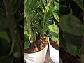Zamioculcas Plants or ZZ #indoorplants #indoorgarden #zamioculcas #zamioculcasplants
