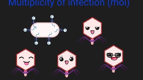 Multiplicity of infection Moi