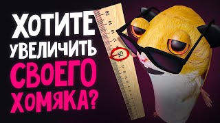 Хомяка Булят За Рост — Блоптоп