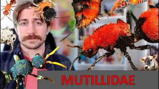 Mutillidae: Velvet Ants - Family Spotlight