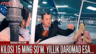 Kilosi 15 ming so'm. Yillik daromad esa...