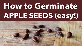 How to Germinate Apple Seeds Quick and Easy (TCEG Episode 4) (Day 12 of 30)