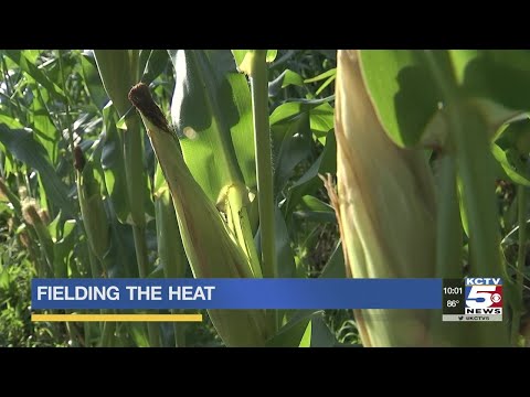 Fielding the heat