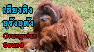 เสียงลิงอุรังอุตัง Orangutan Sound