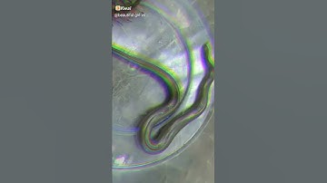 Cuộc chiến rắn và rết