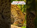 こんなに幸せそうなヒョウ、見たことある? #ヒョウの生活 #動物の感情 #自然の一瞬 #アフリカサバンナ #野生動物