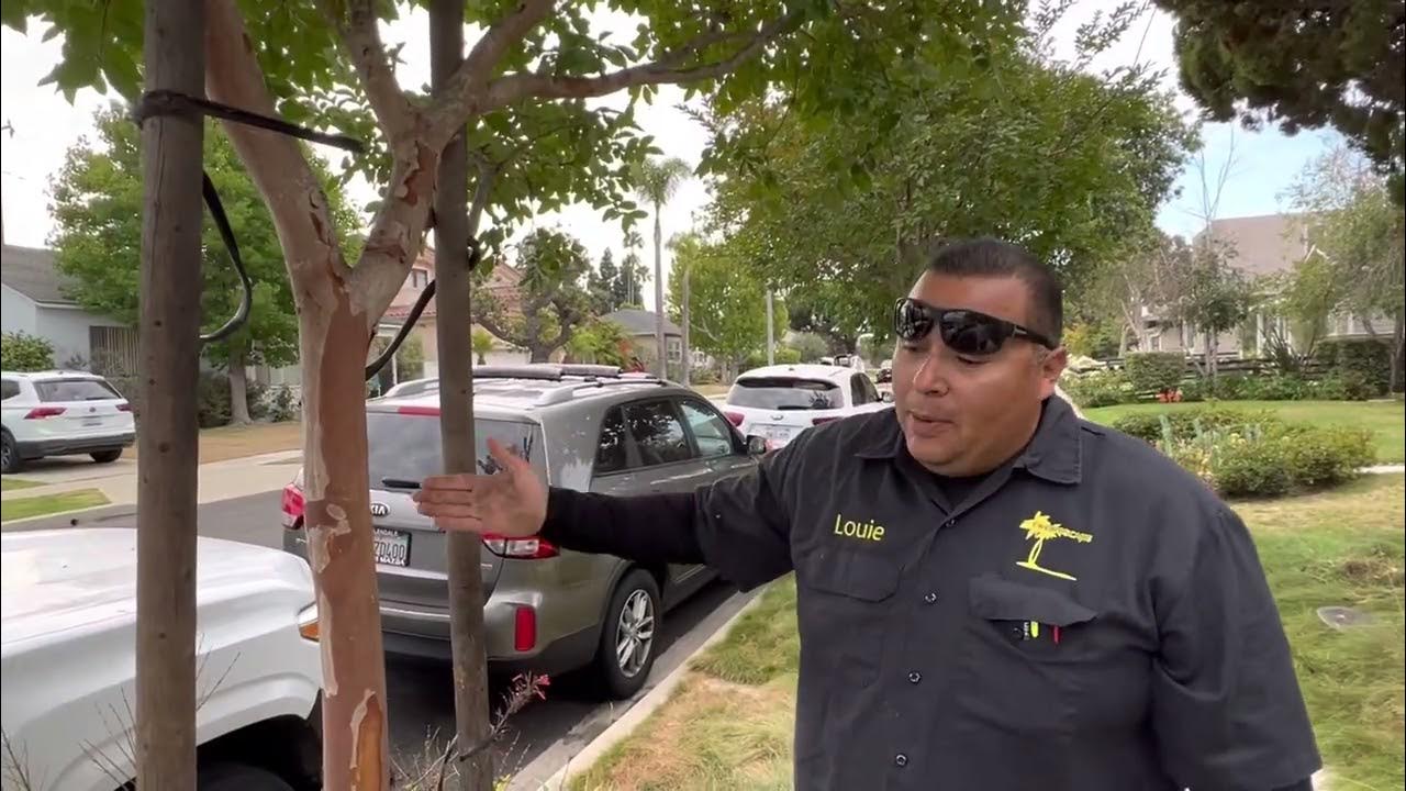 How to remove tree stakes YouTube