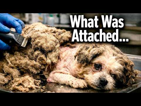 Iets vinden om voor te leven en te sterven | De filosofie van Viktor Frankl