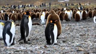 1041109 Baby King Penguin in Fortuna Bay of South Georgia Island