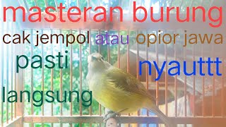 Download Lagu Suara burung cap jempol full gacor cocok buat masteran pasti langsung nyaut. MP3