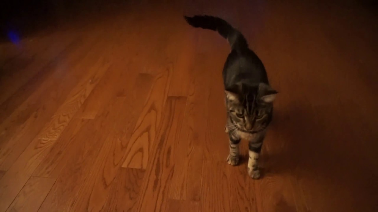 My cat fetching a ball YouTube