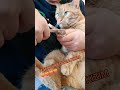BENİ YORMAYAN EN RAHAT TIRNAK KESİMİ 🧡👏🐾 #hayvanseverler #cat #kedi