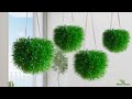 How to grow grass like a hanging ball without maintenance  hanging plants ideasgreen plants