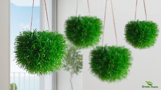 How To Grow Gr Like A Hanging Ball Without Maintenance Hanging Plants Ideasgreen Plants