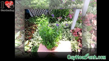 TÁC DỤNG CÂY CHUỖI NGỌC