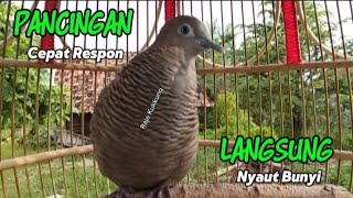 Download Lagu Perkutut Lokal Gacor SUARA BESAR Ampuh Buat Pancinngan Perkutut Malas Bunyi MP3