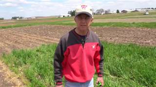 Cover Crops after Corn Silage, No-Till Corn into Rye Cover Crop, Planting Green