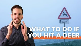 What To Do If You Hit a Deer