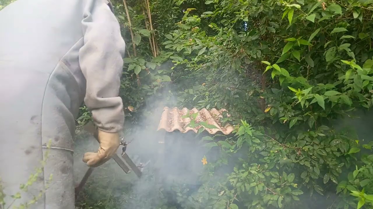Olá boa tarde colegas apicultores e sequitores do meu canal Hoje fui fazer a revisão das postura das