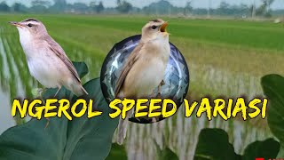Pancingan suara kerak basi ngerol speed rapat