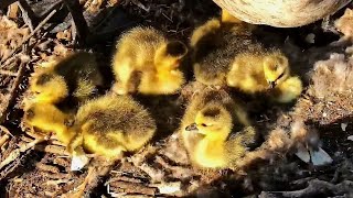 6th Gosling Egg Hatches on Live Cam Close-Up Adorable Views 🐣 Decorah Eagle Nest Explore.org 4-14-24