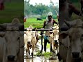 மாட்டு பொங்கல் வாழ்த்துக்கள் மக்களே #tamil