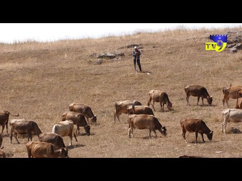 რა გახდა ბეჟანოში საქონლის დახოცვის მიზეზი?