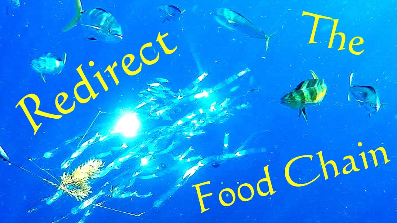 Food Redirect Redirect The Food Chain - YouTube