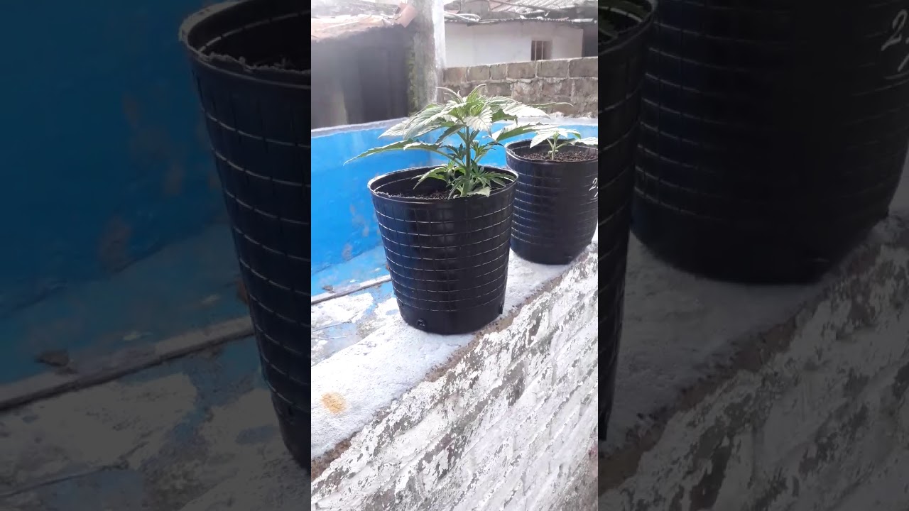 Seguimiento en vasos de 500cc (Marihuana Sana)