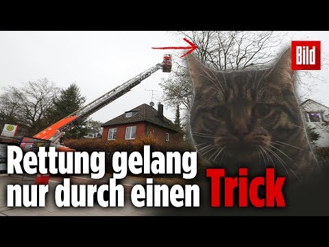 Katze ist drei Tage lang auf 10 Meter hohem Baum gefangen – endlich gerettet!